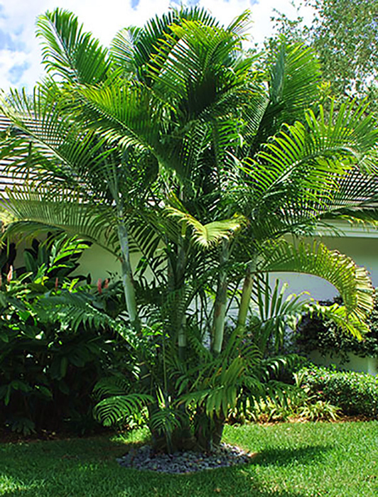 Blue Cane Palm